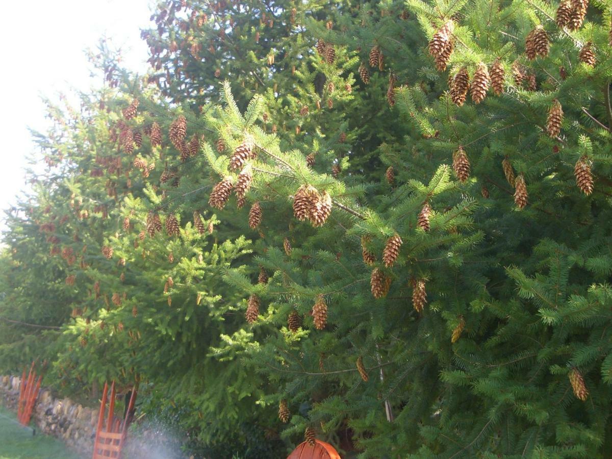 فيلا Quintinha Dos Cedros ألفانديجا دا في المظهر الخارجي الصورة